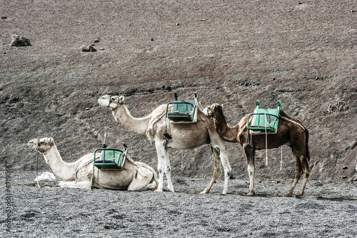 camels at Timanfaya national park wait for tourists