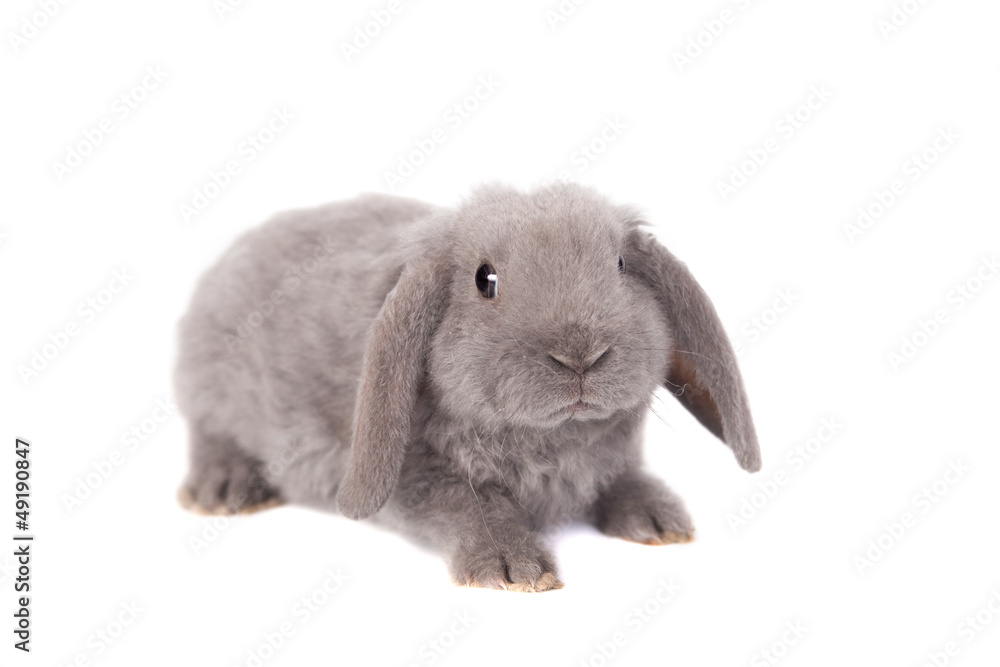 Grey lop-eared rabbit rex breed isolated on white Grey lop-eared rabbit rex breed isolated on white