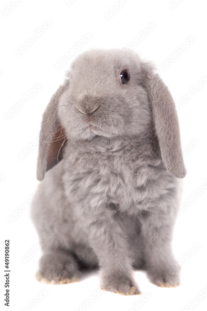 Grey lop-eared rabbit rex breed isolated on white Grey lop-eared rabbit rex breed isolated on white