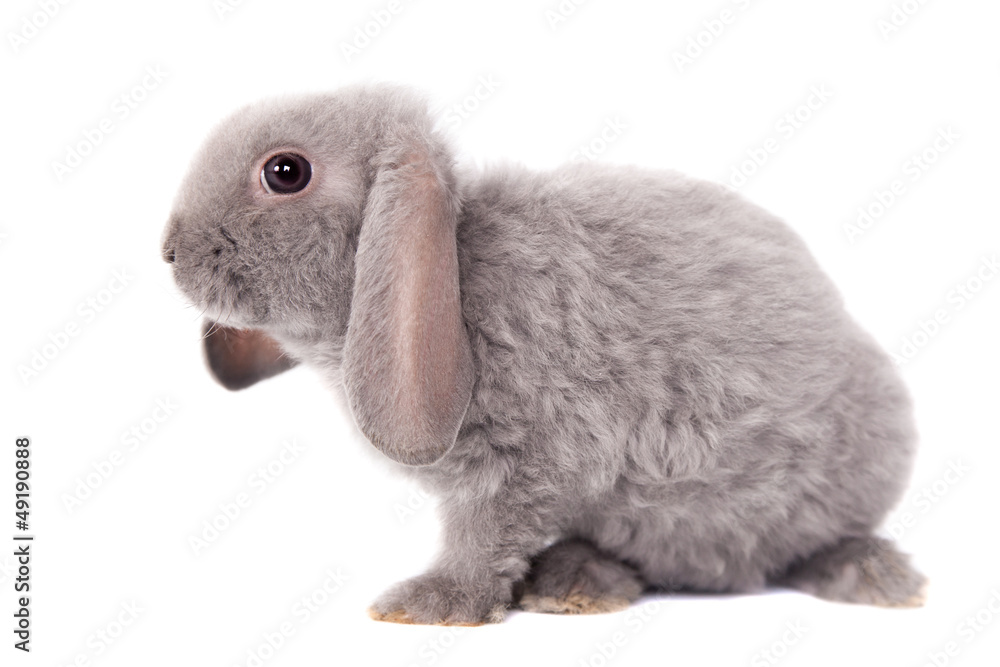 Naklejka premium Grey lop-eared rabbit rex breed isolated on white