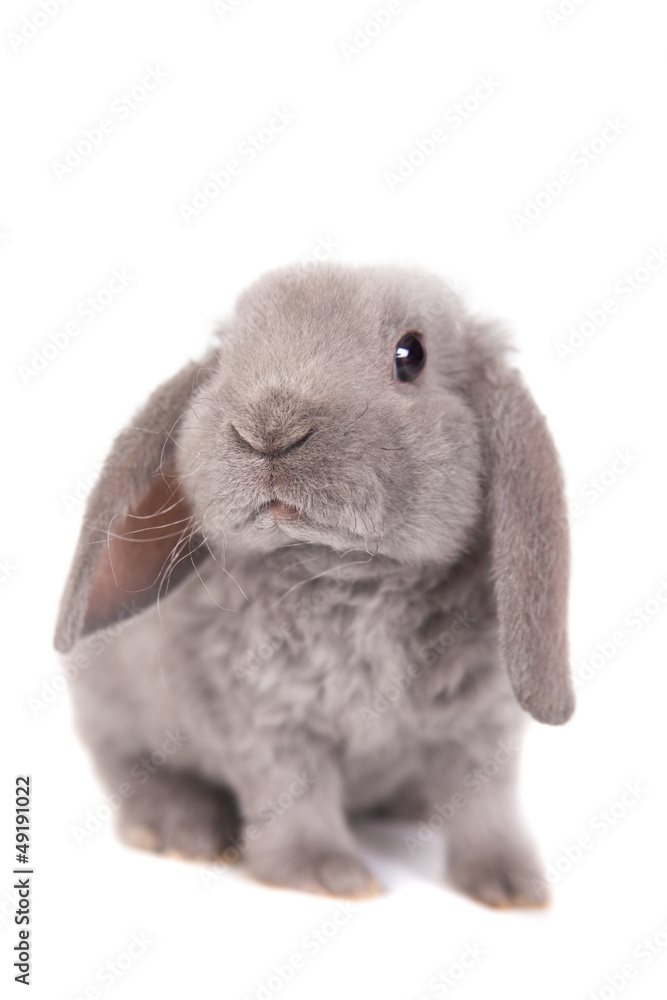 Grey lop-eared rabbit rex breed isolated on white Grey lop-eared rabbit rex breed isolated on white