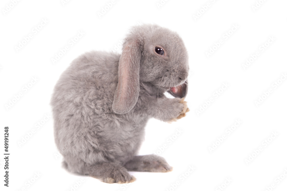 Naklejka premium Grey lop-eared rabbit rex breed isolated on white