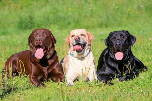 Three Labrador Retriever dogs