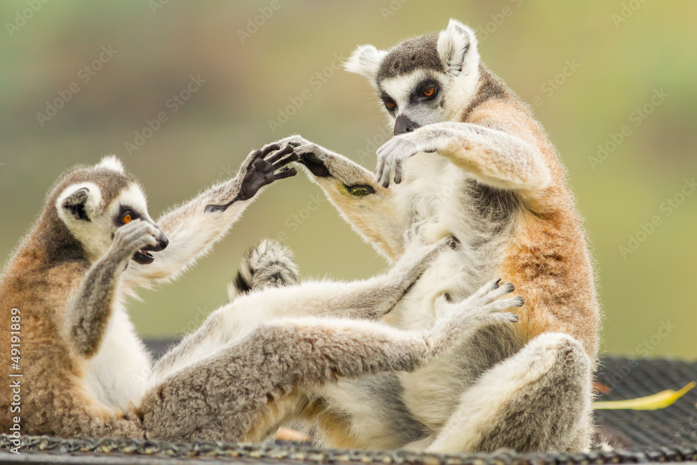 Obraz premium The Lemur (Lemuriformes) playing each other