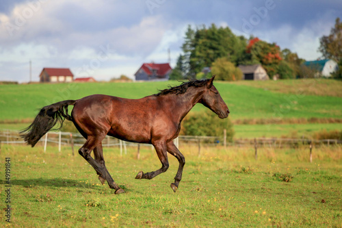 Brown horses running to the green meadow