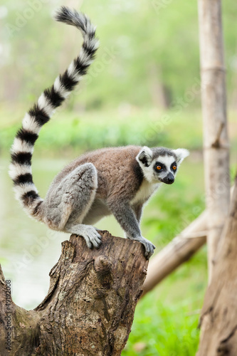 The portrait of Lemur (Lemuriformes) on the tree