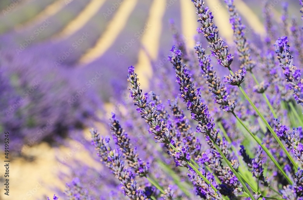 Obraz premium Lavendel - lavender 134