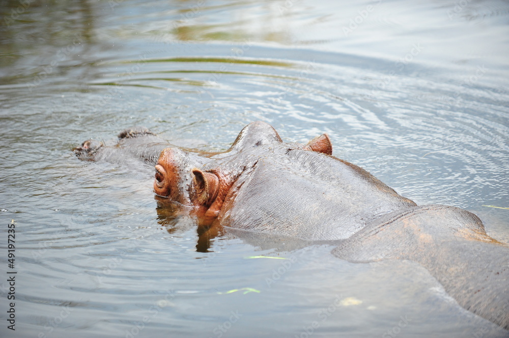 animal-hippopotamus-001