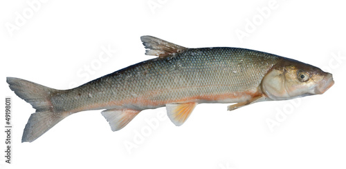 Fish (Leuciscus brandti) 13