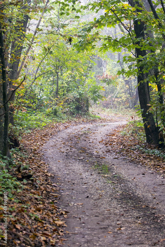 Forest path