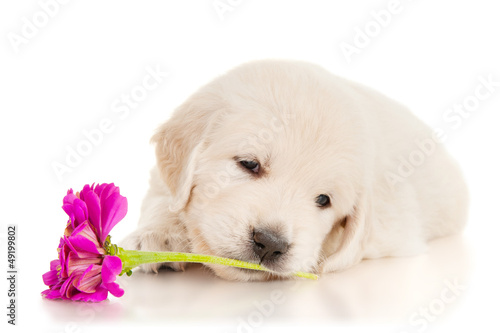Golden retriever puppy with flower