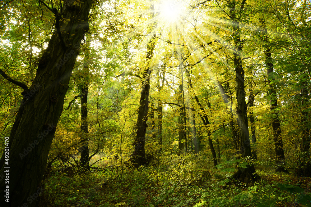 Obraz premium Landschaft 234