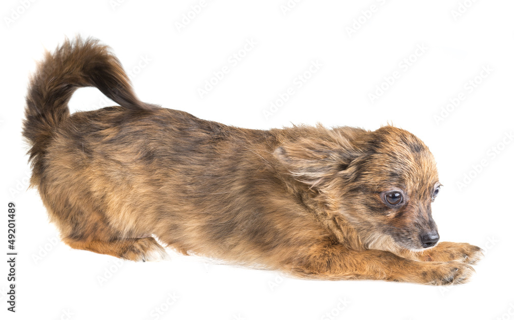 Chihuahua Chihuahua
