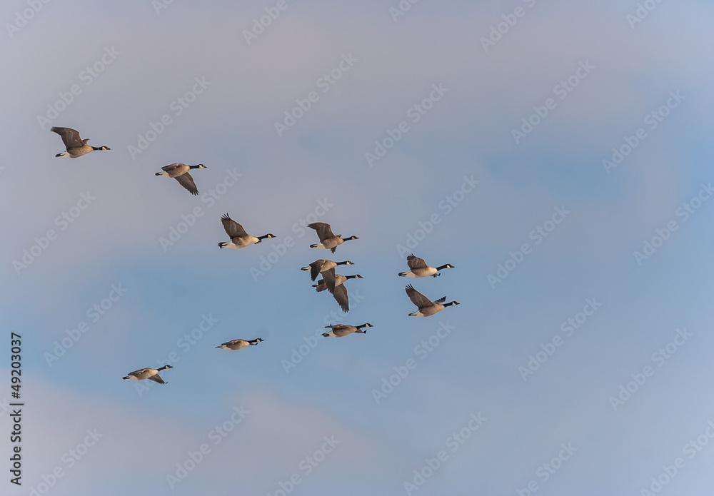 Migrating geese