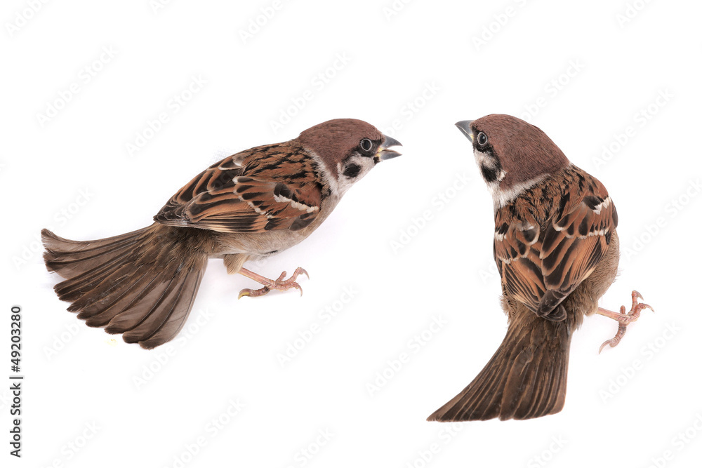 sparrow sparrow