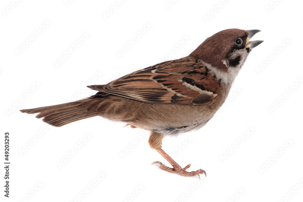 sparrow sparrow