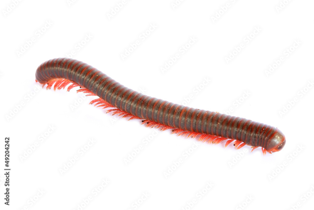 Millipede Millipede