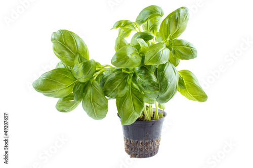 Basil plant in plastic pot, isolated on white
