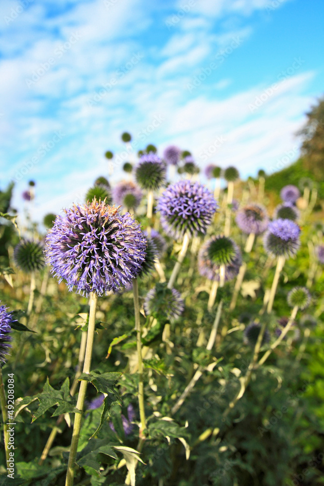 Obraz premium Beautiful decorative thistle garden flowers