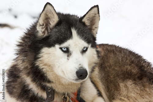 Portrait of a siberian husky dog