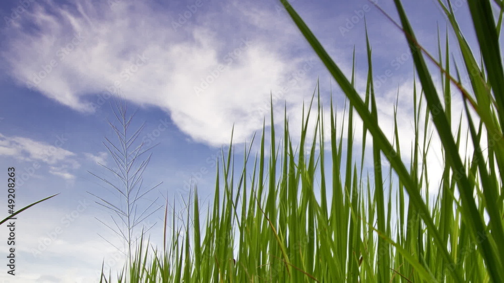 Rice farm in Thailand : Time lapse zoom out Rice farm in Thailand : Time lapse zoom out
