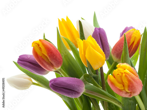 Fototapeta Naklejka Na Ścianę i Meble -  Tulpenstrauß