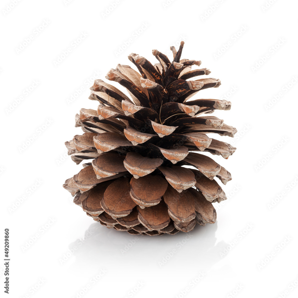 Opened cedar cone isolated on white Opened cedar cone isolated on white