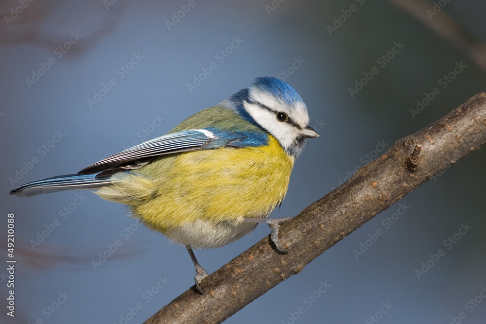 Fototapeta premium Blaumeise