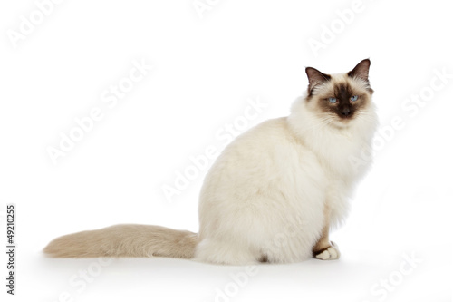 Photos portrait véritable chat Sacré de Birmanie