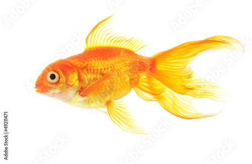 Gold fish isolated on white background