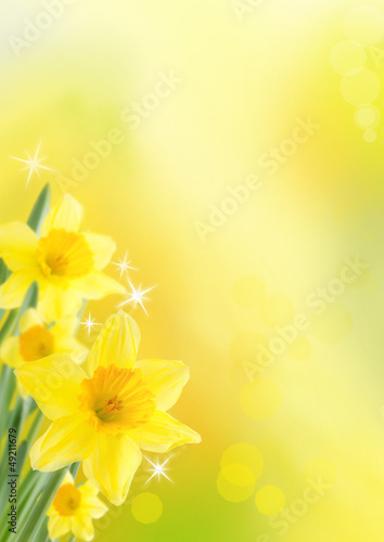 spring background with daffodils © Nelos