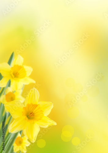 Canvas Print yellow spring background