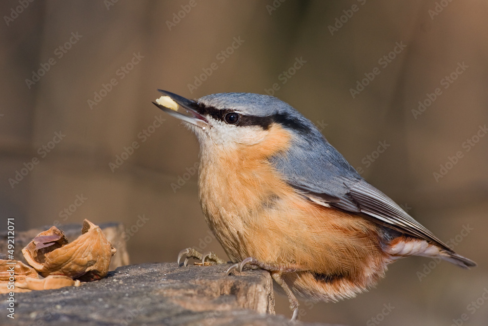 Naklejka premium Kleiber