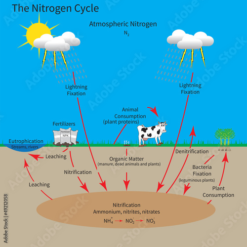 The Nitrogen Cycle