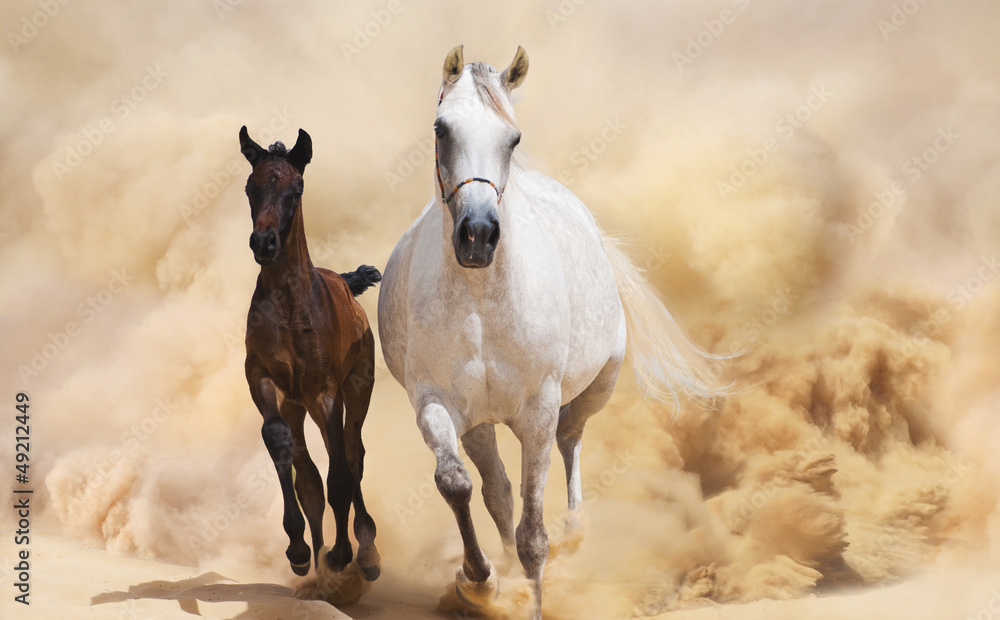 Purebred Arabian Horse