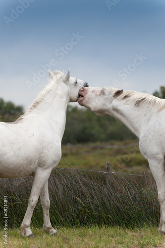 Kissing two Camargue horses