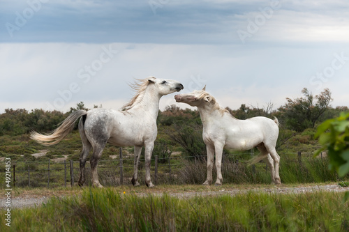 Fototapeta Naklejka Na Ścianę i Meble -  Playing two white Camargue horses