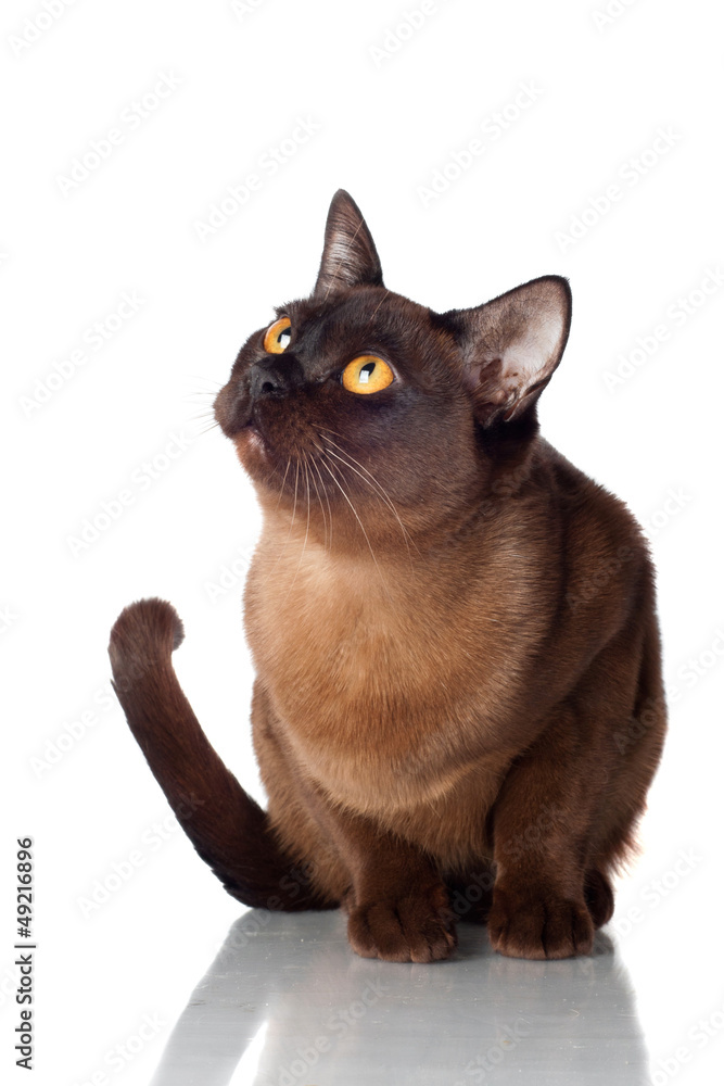 brown burmese cat