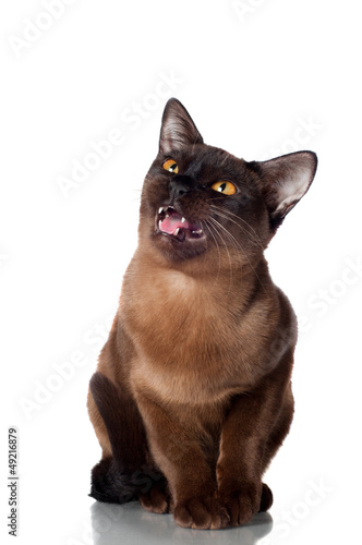 burmese cat meowing photo