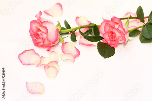 Beautiful, pink roses