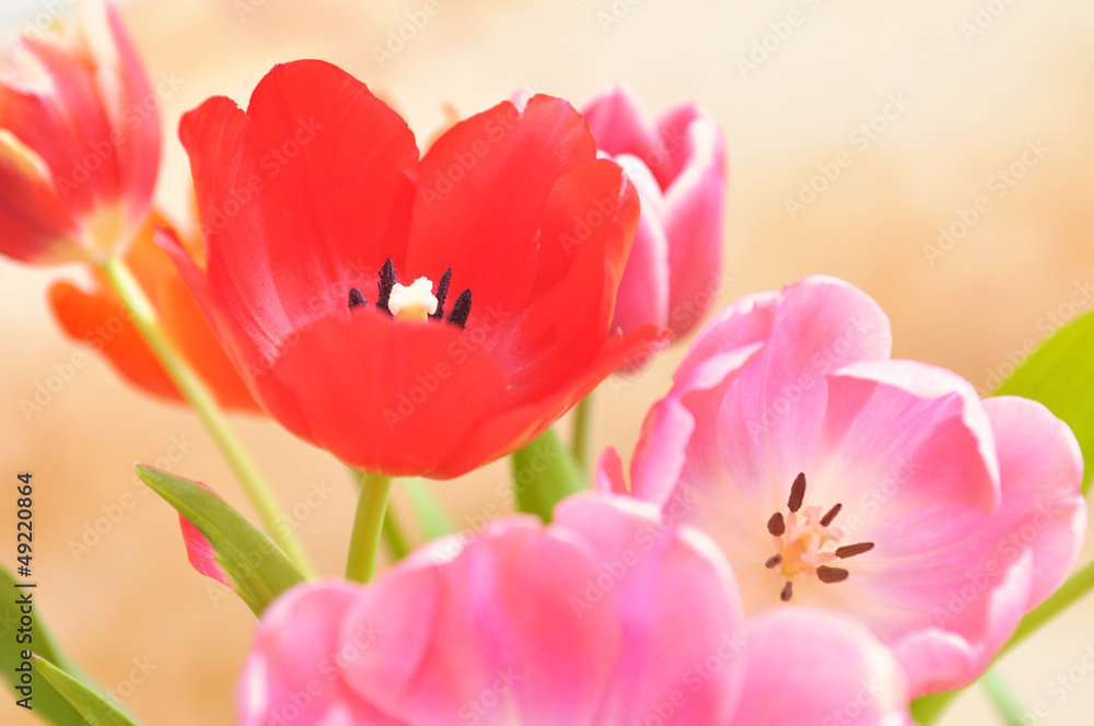 Obraz premium Tulips