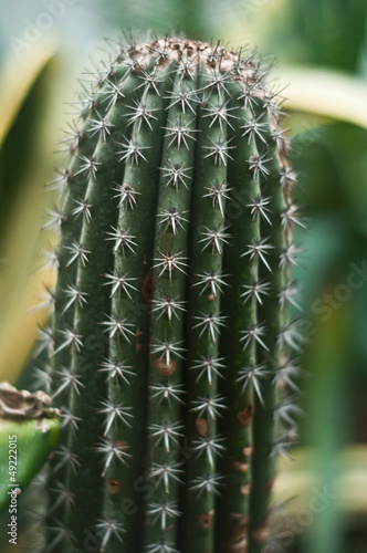 cactus  Stenocereus Stellatus 