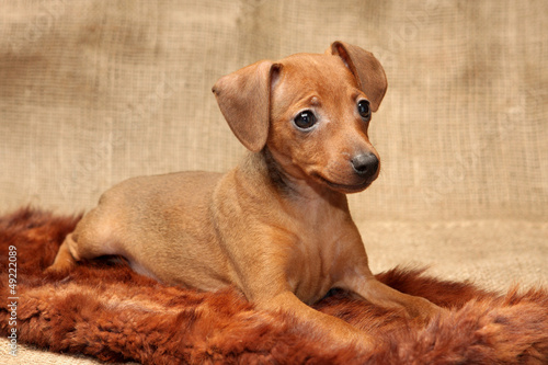 Foto Miniature Pinscher puppy, 2 months 1 week old