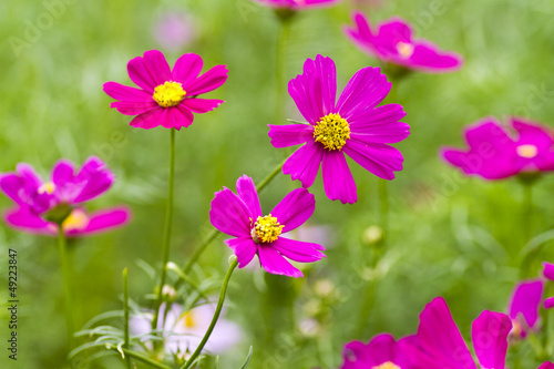 Zinnia flowers