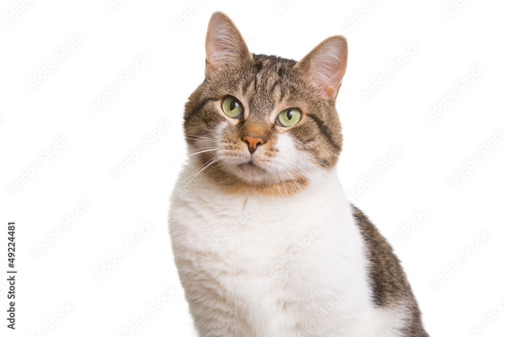 domestic cat with green eyes on isolated white