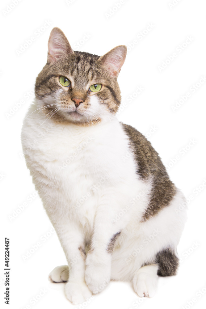 Obraz premium domestic cat with green eyes sitting on isolated white