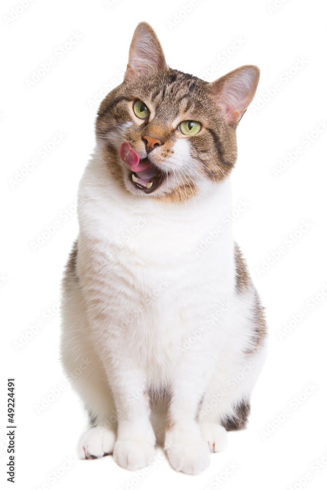 licking cat with green eyes on isolated white