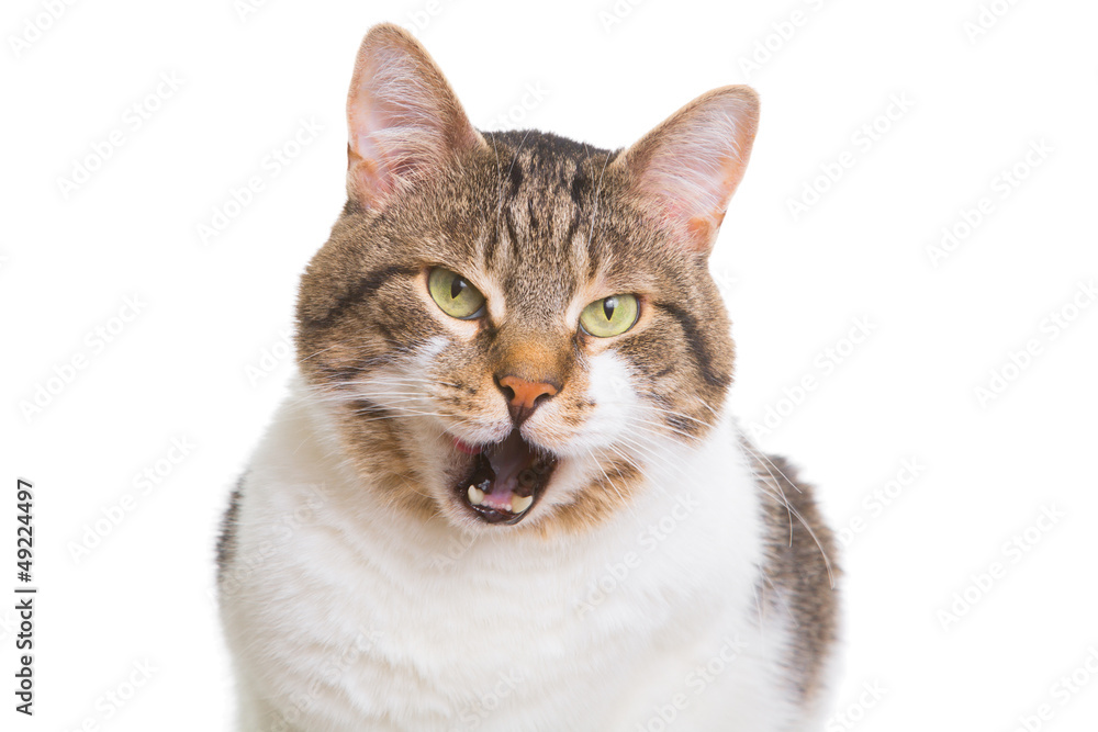 licking cat with green eyes on isolated white licking cat with green eyes on isolated white