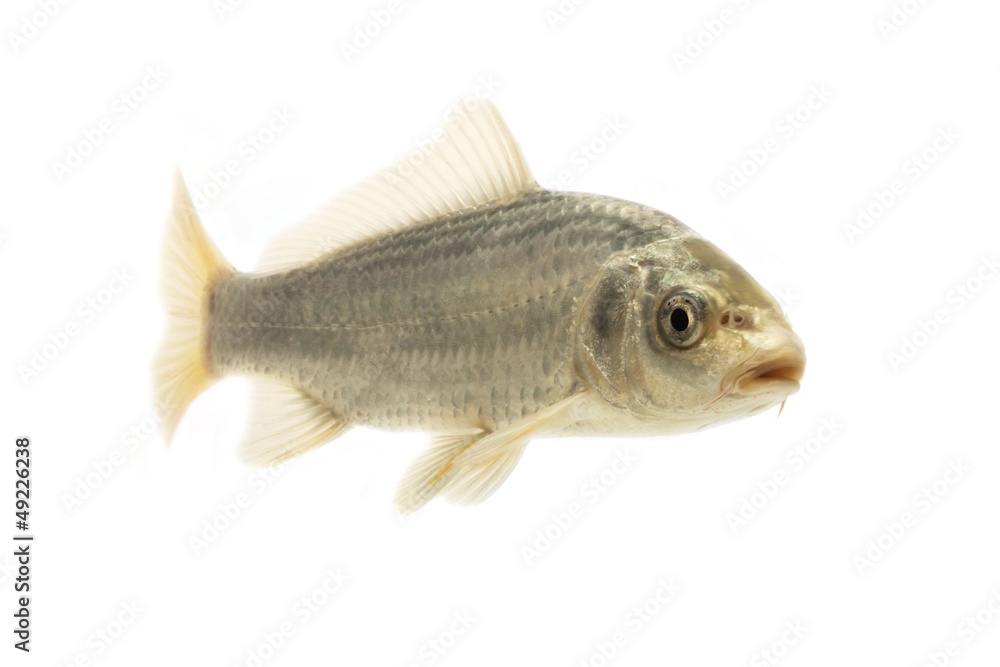 Silver Koi Fish
