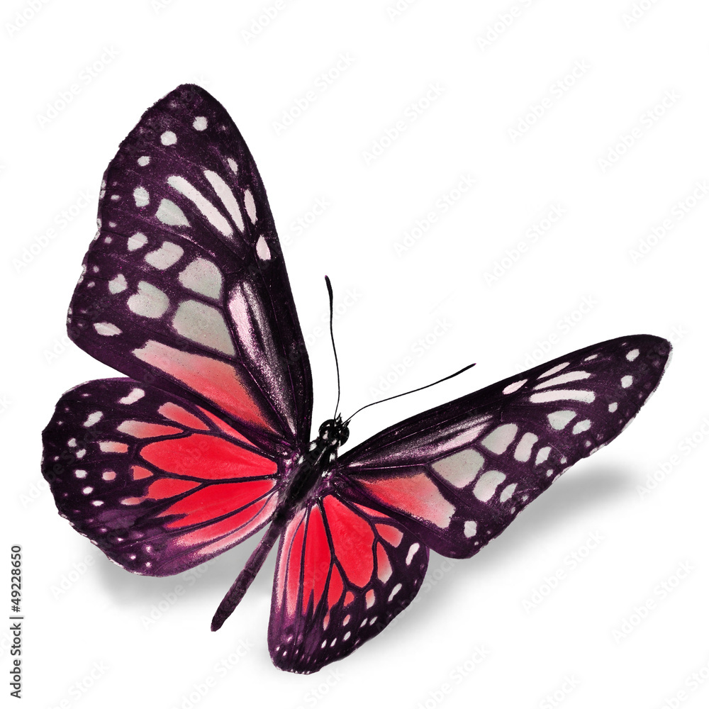 Fototapeta premium Red Butterfly